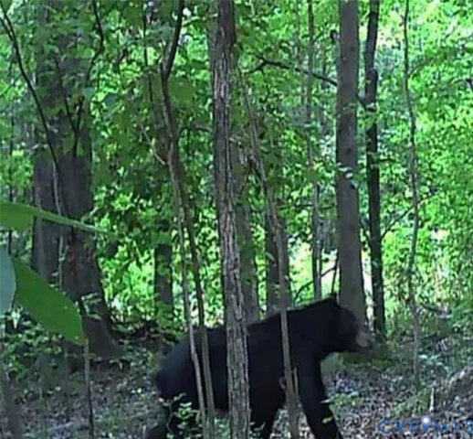a view of backyard with green space