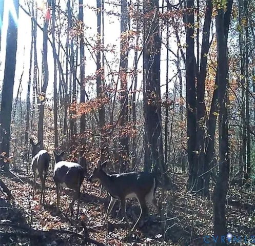 a view of a tree with many trees
