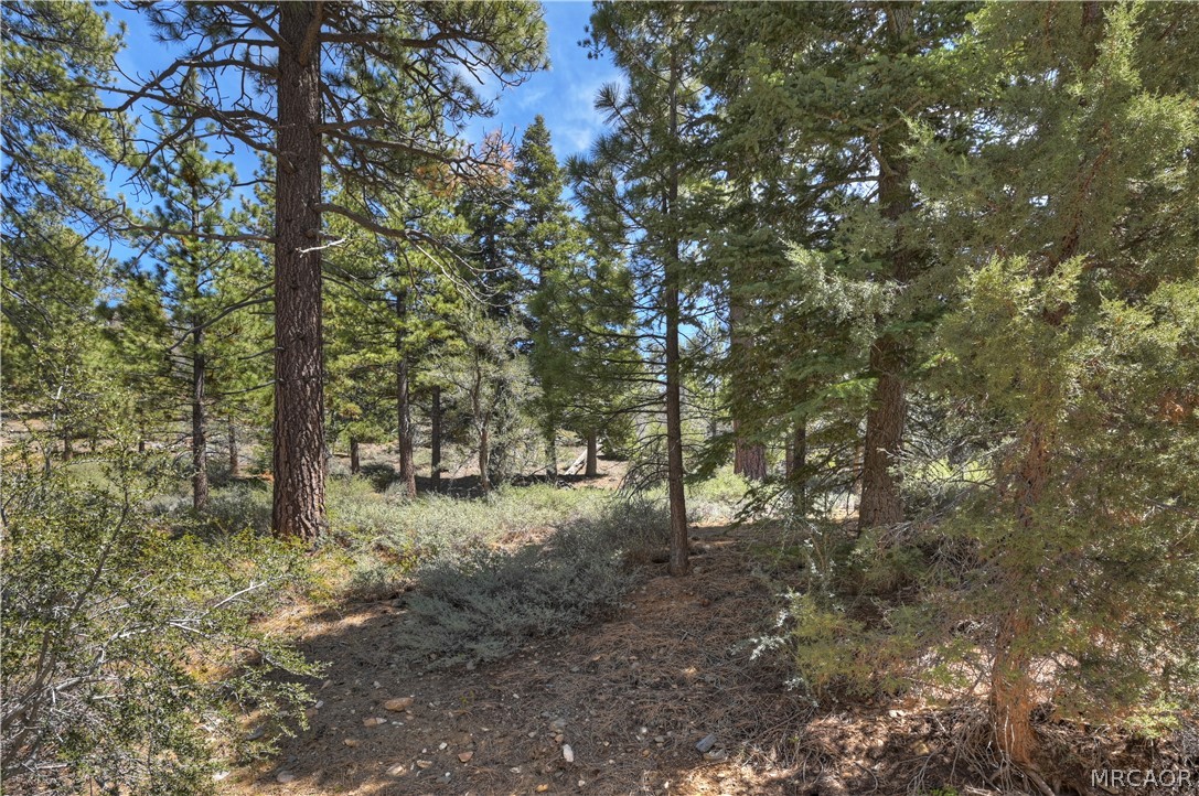 1099 Canyon Road Fawnskin, CA 92333 - Photo 5 of 39 a view of a forest with trees