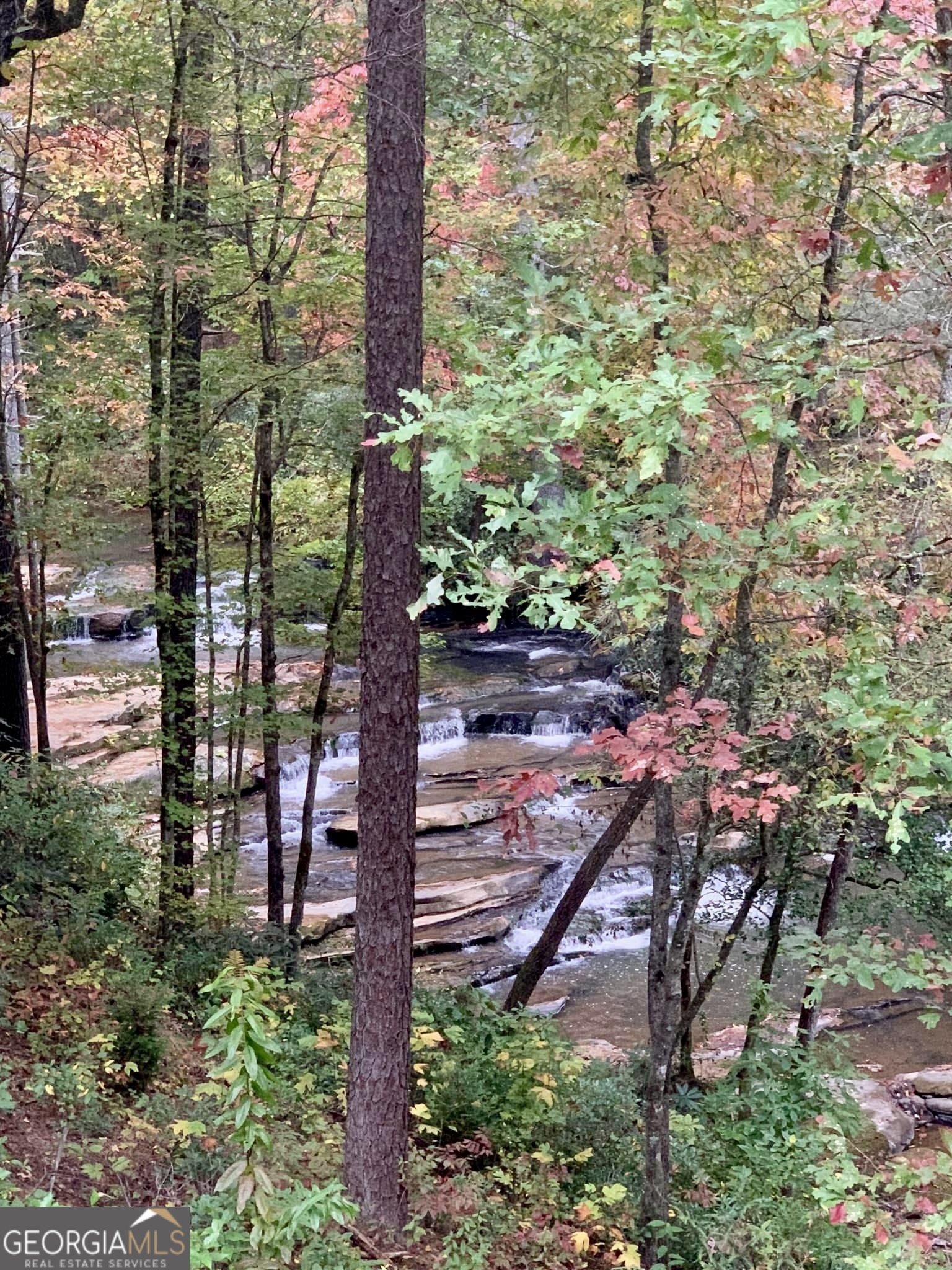 199 Camelia Lane Tiger, GA 30576 - Photo 98 of 100 a view of a forest with a tree
