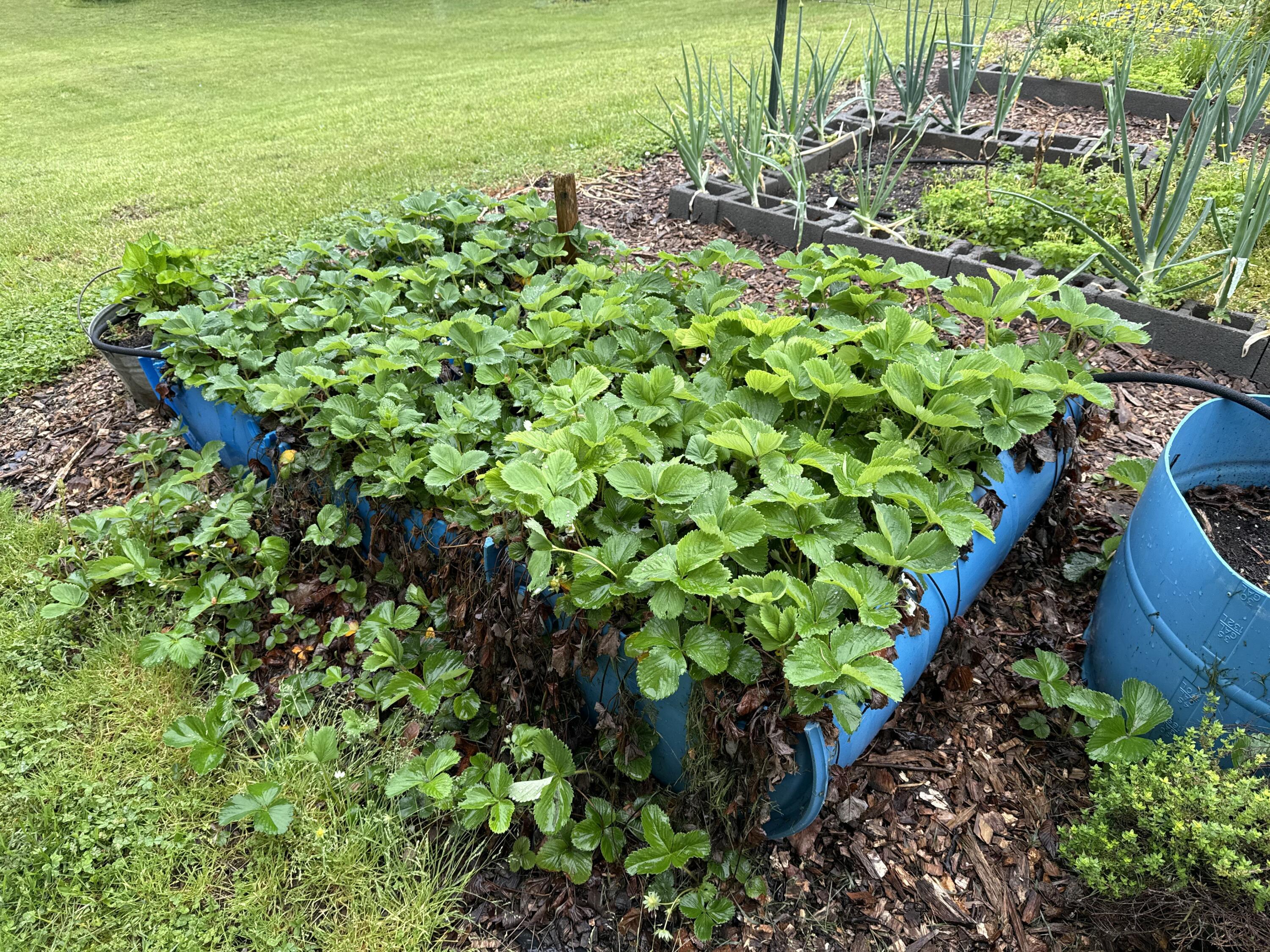 5063 Blue Springs Road Cleveland, TN 37311 - Photo 40 of 43 76703465908__CC2A0FA1-BD72-40C7-9CC9-209