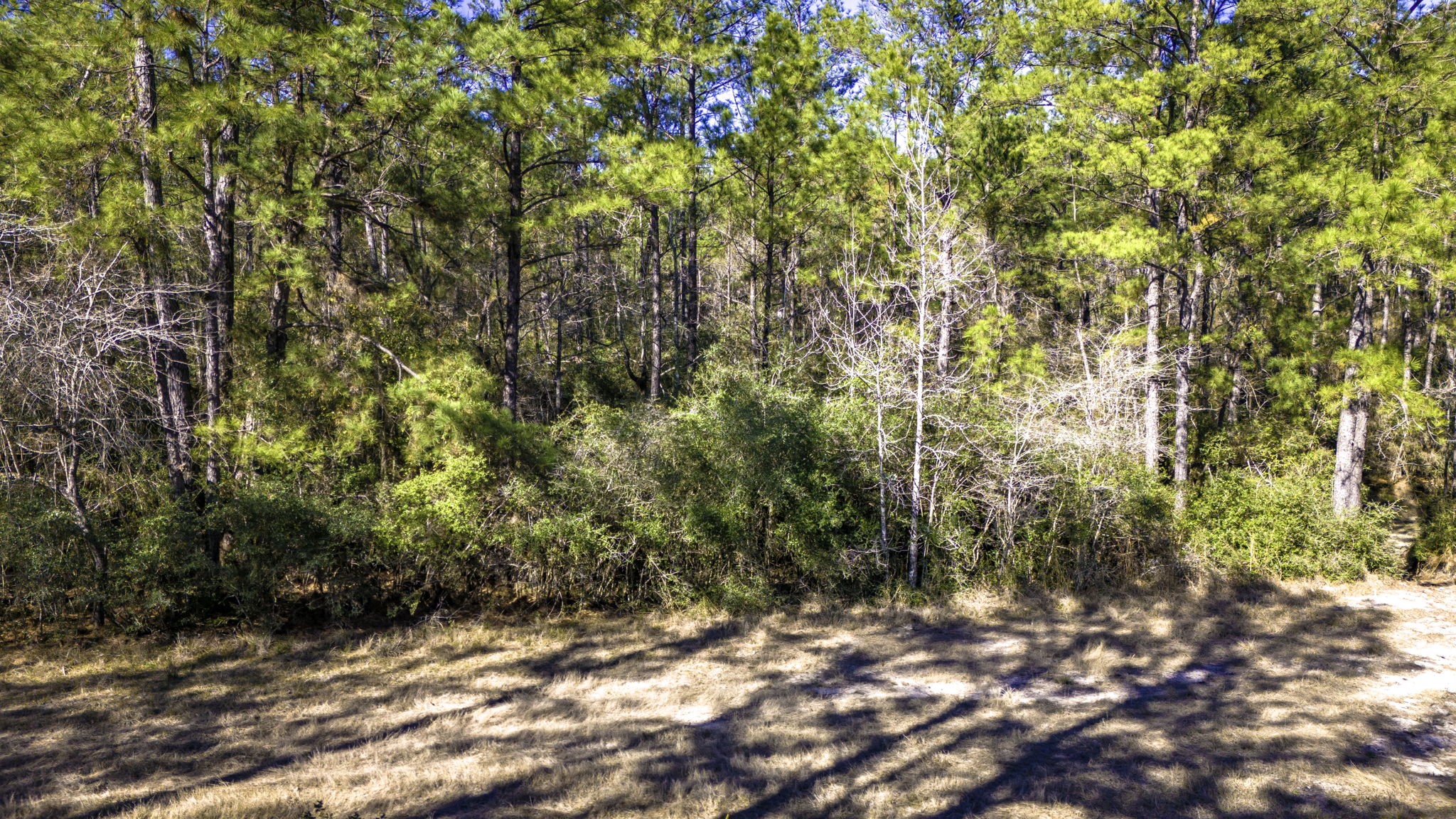 44 King Ranch Road Road Onalaska, TX 77360 - Photo 12 of 21