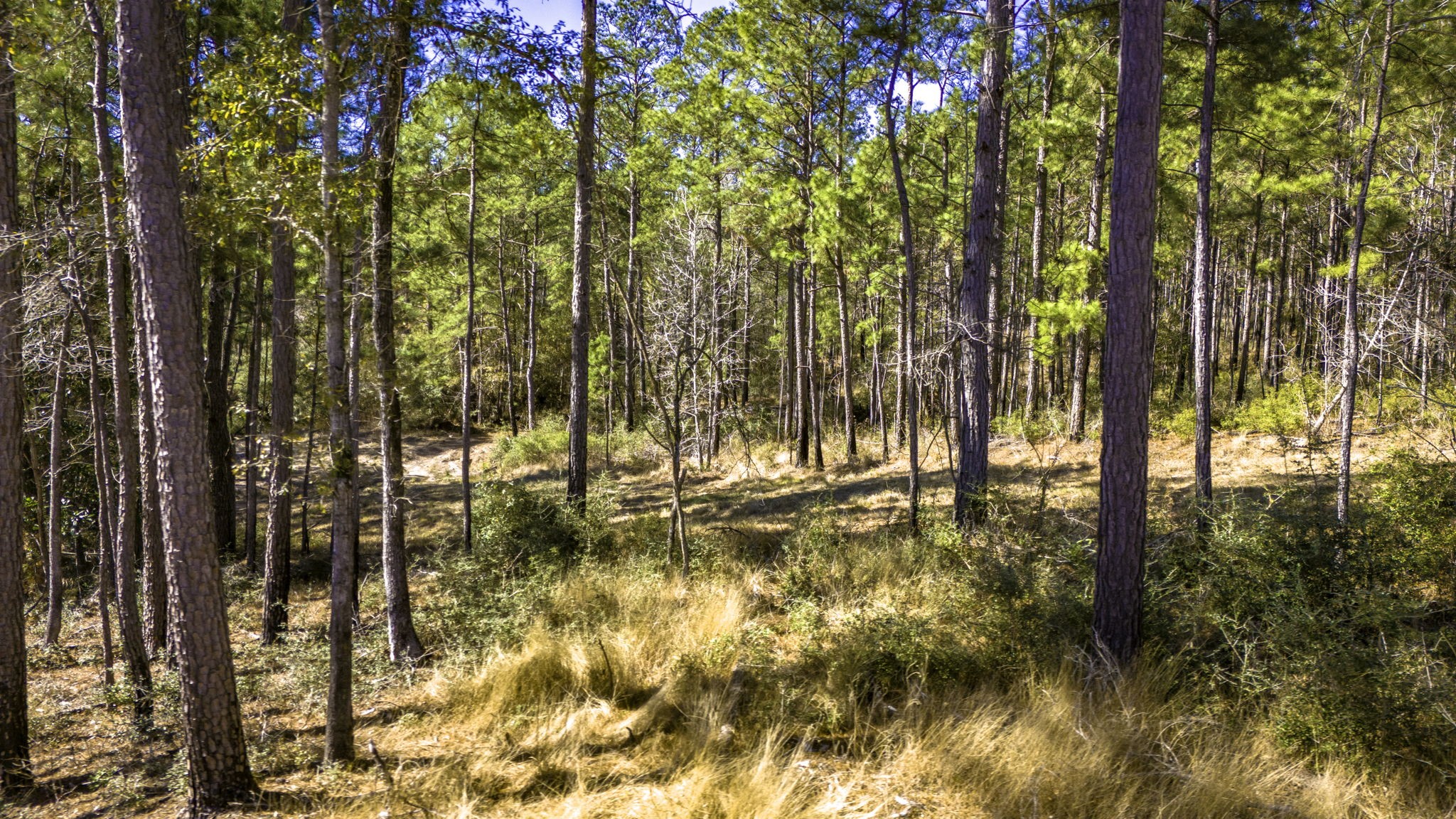 44 King Ranch Road Road Onalaska, TX 77360 - Photo 18 of 21