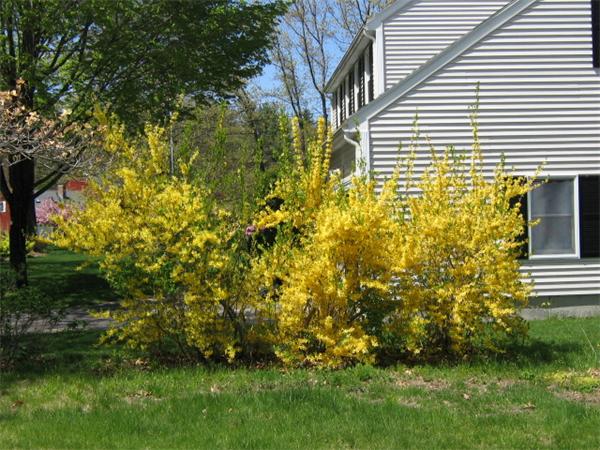21 Evergreen Road Tewksbury, MA 01876 - Photo 17 of 23 Gallery Image 17