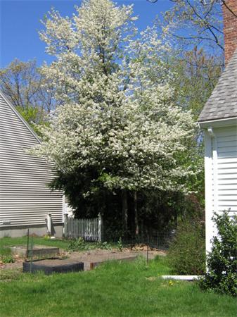 21 Evergreen Road Tewksbury, MA 01876 - Photo 19 of 23 Gallery Image 19