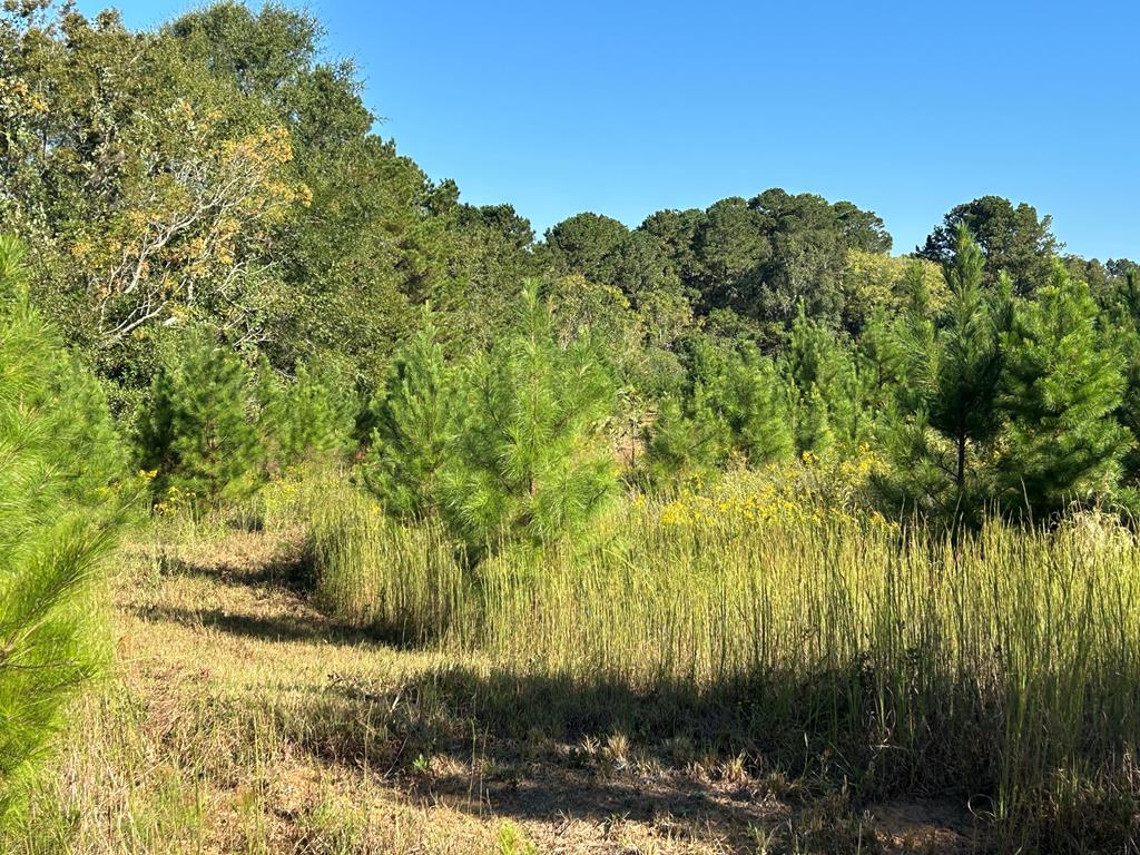 95 (columbia Rd) Road Abbeville, AL 36310 - Photo 15 of 41