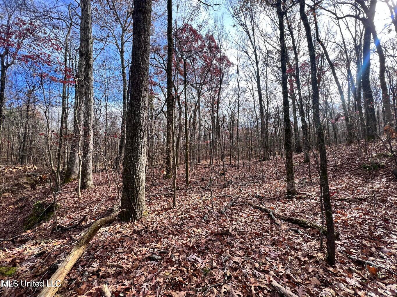 North Ricks Road Coldwater, MS 38618 - Photo 11 of 42 nricks 39