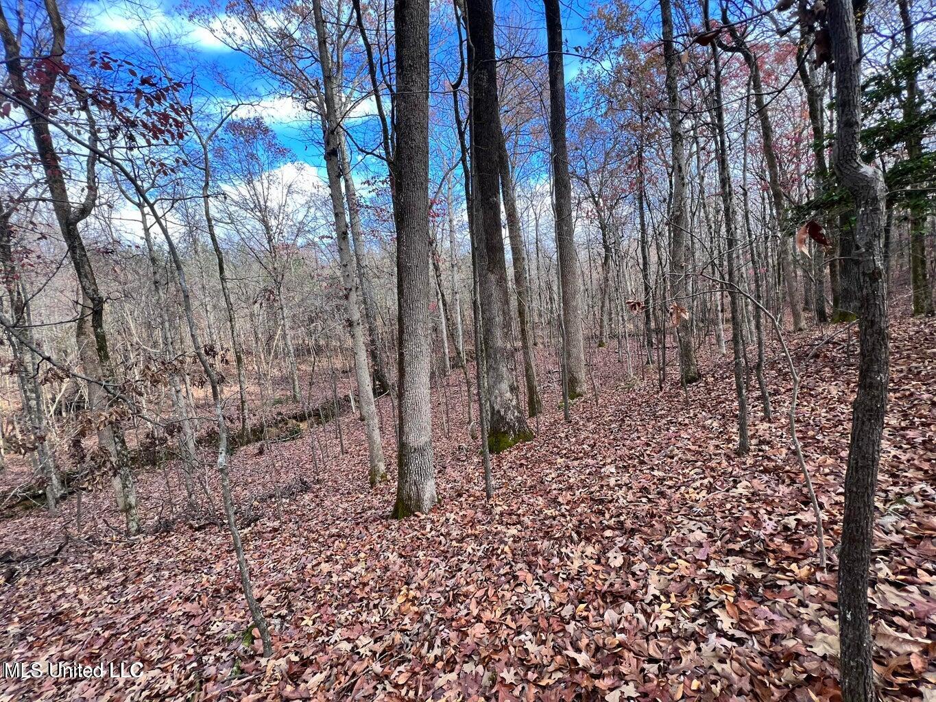 North Ricks Road Coldwater, MS 38618 - Photo 23 of 42 nricks26