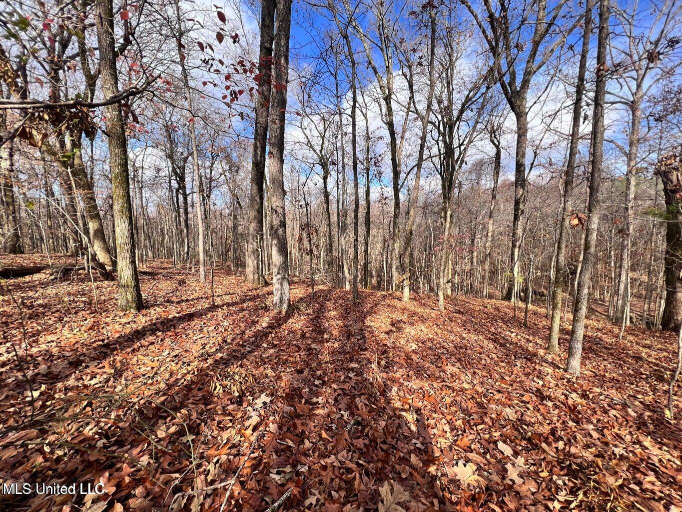 North Ricks Road Coldwater, MS 38618 - Photo 24 of 42 nricks25