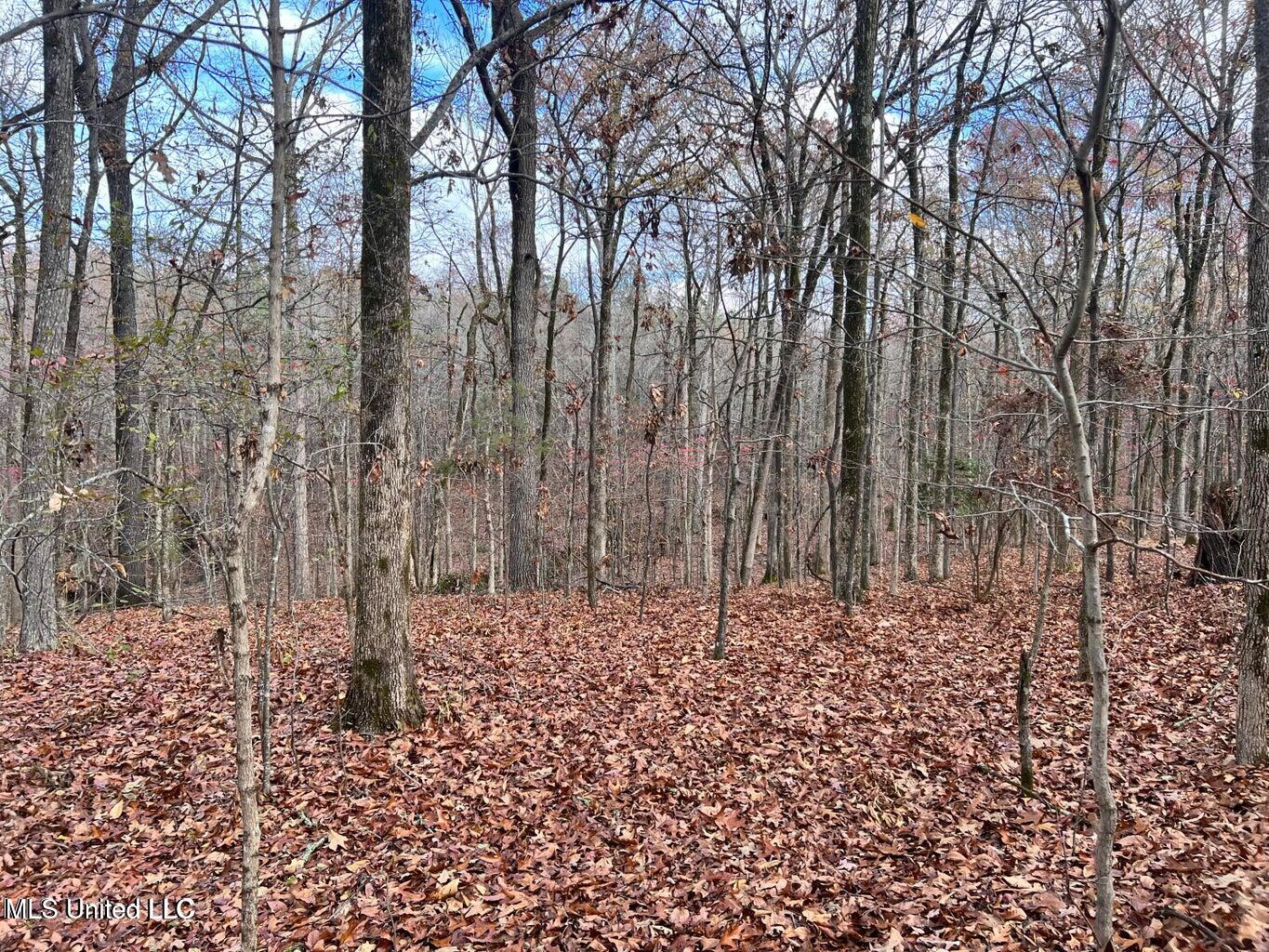 North Ricks Road Coldwater, MS 38618 - Photo 29 of 42 nricks20