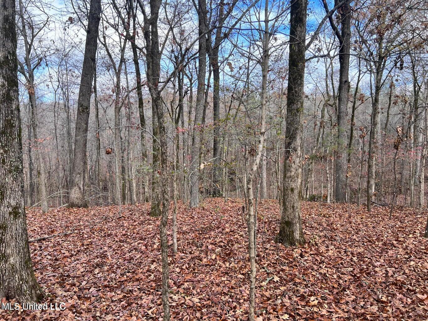 North Ricks Road Coldwater, MS 38618 - Photo 31 of 42 nricks18