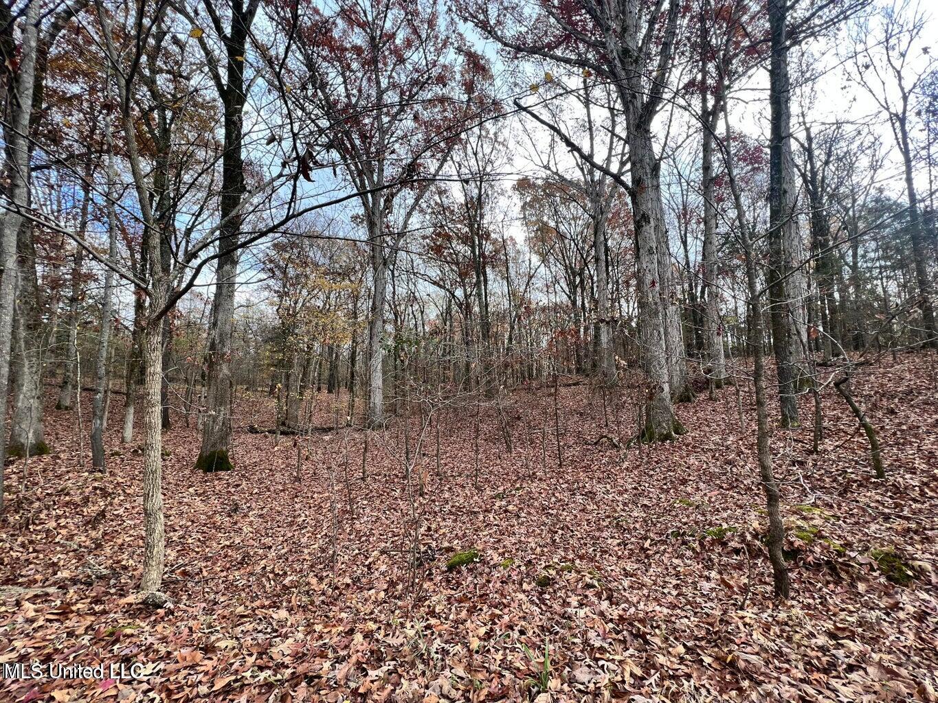 North Ricks Road Coldwater, MS 38618 - Photo 39 of 42 nricks9