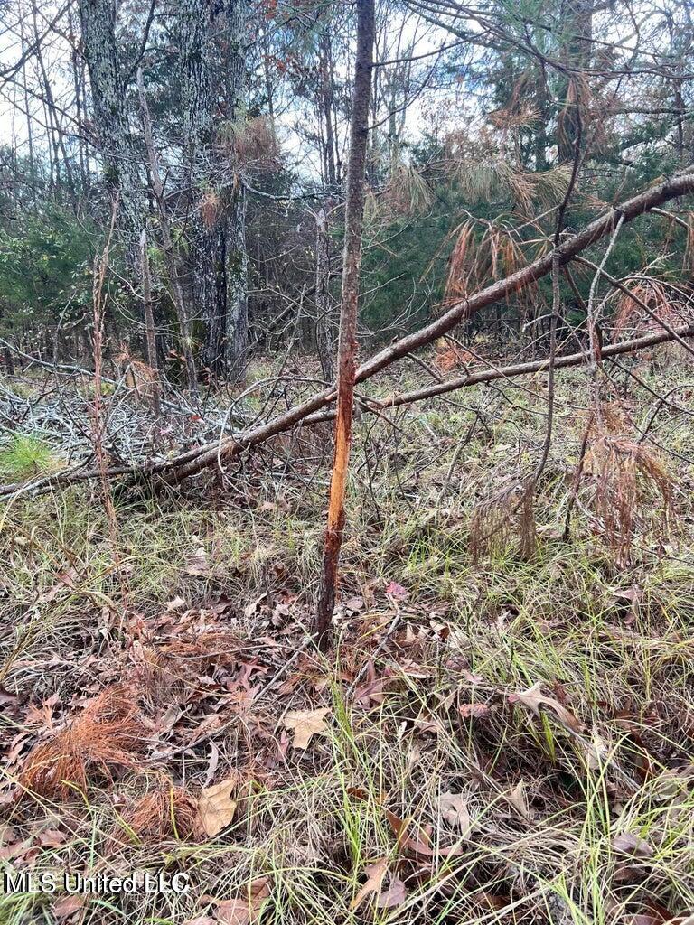 North Ricks Road Coldwater, MS 38618 - Photo 41 of 42 nricks deer sign
