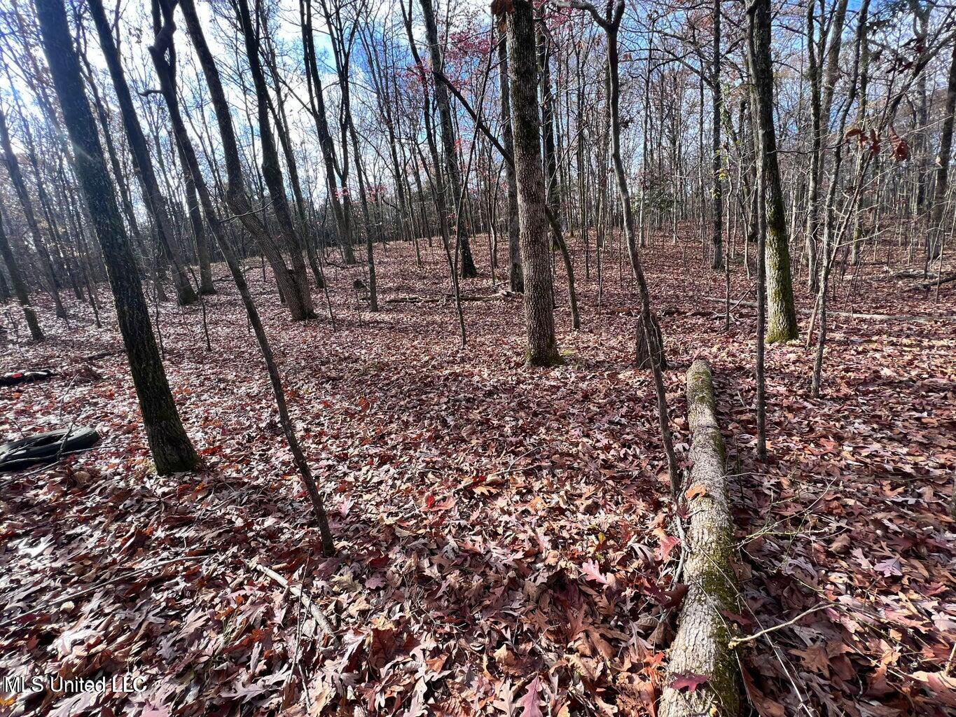 North Ricks Road Coldwater, MS 38618 - Photo 10 of 42 nricks 40