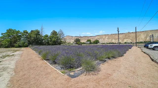 a view of a garden with flowers