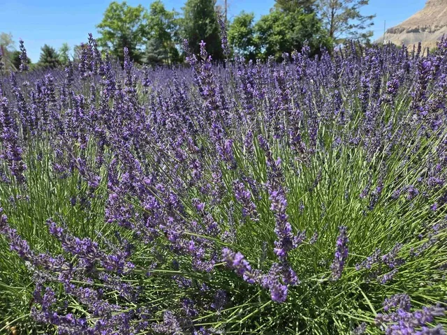 a view of a street with an ocean