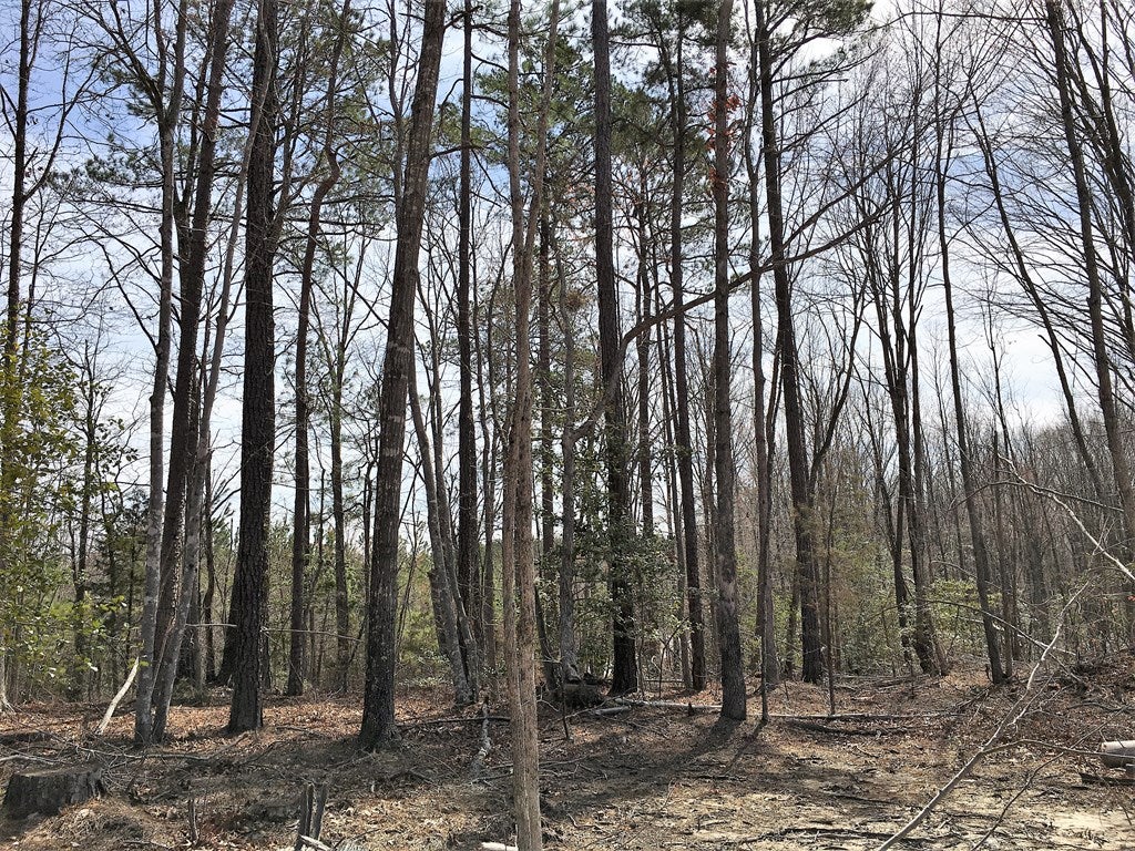 7 Colemans Lake Road Ford, VA 23850 - Photo 12 of 24 Gallery Image 12