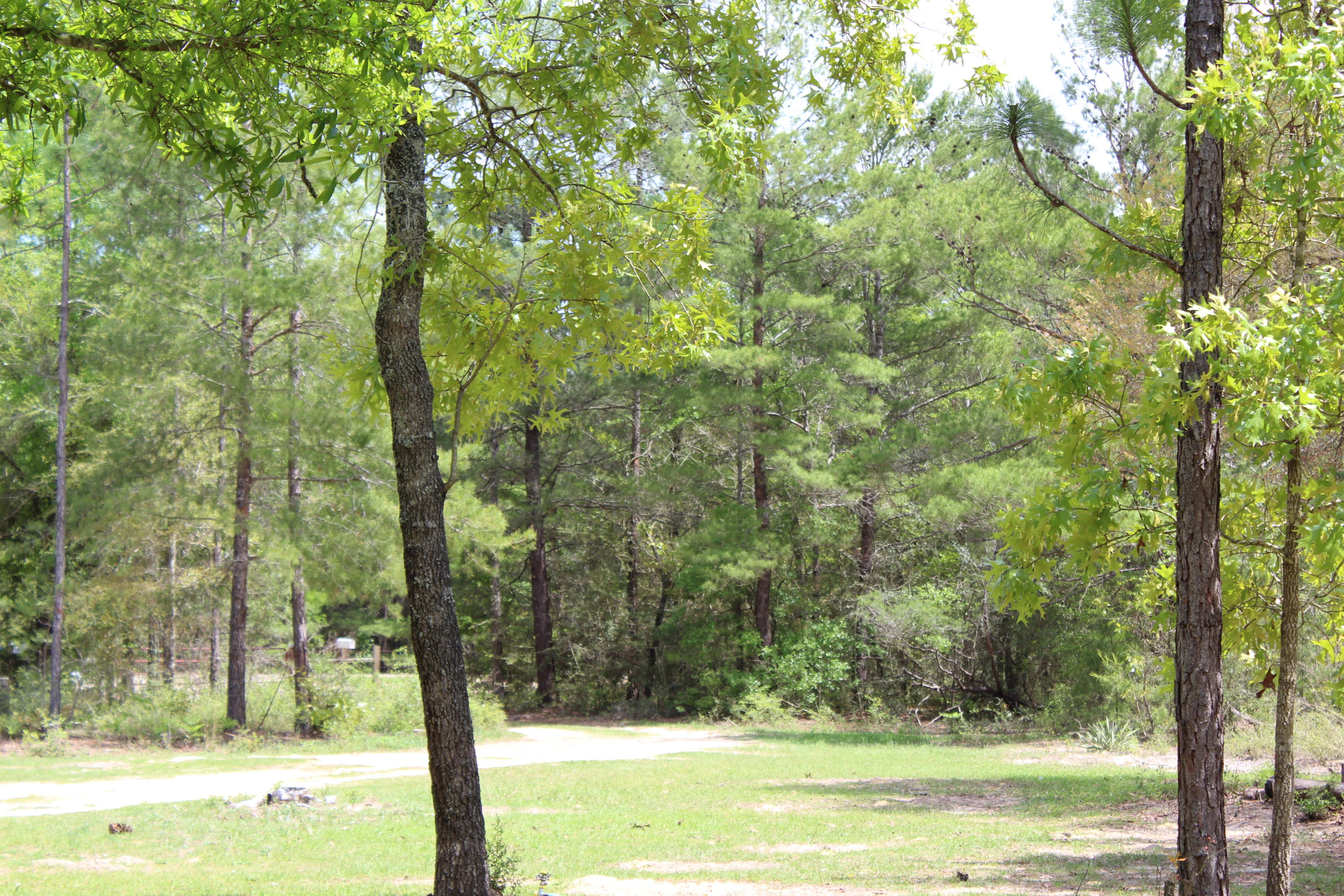 1563 Hinote Road DeFuniak Springs, FL 32433 - Photo 35 of 36 a view of a yard with large trees
