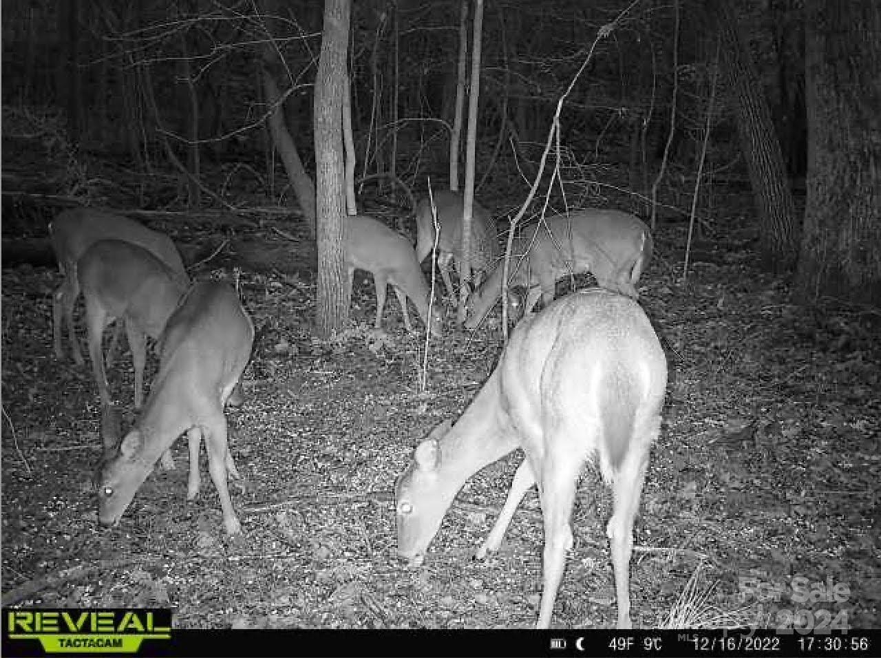 1769 Shearers Road Davidson, NC 28036 - Photo 5 of 23 Gallery Image 5