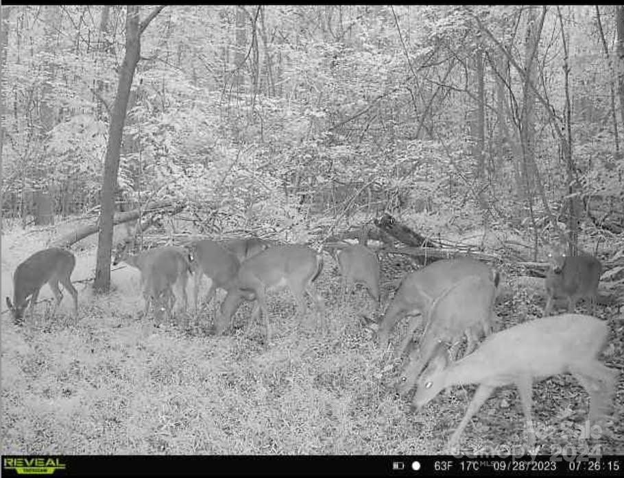 1769 Shearers Road Davidson, NC 28036 - Photo 7 of 23 Gallery Image 7