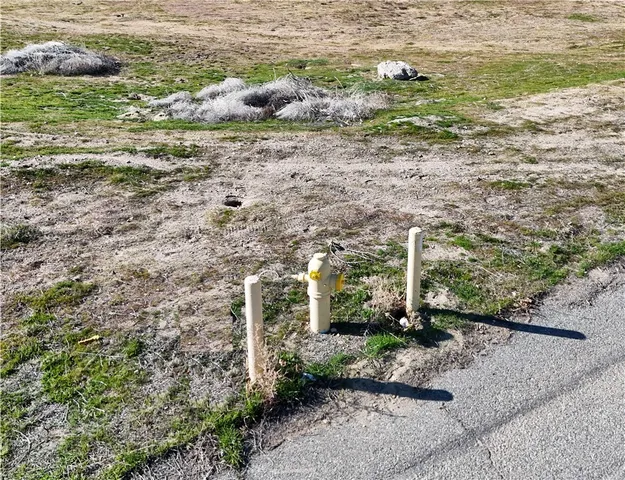 a view of a yard with plants and large trees
