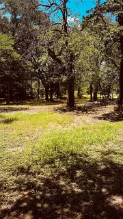 a view of a yard with trees