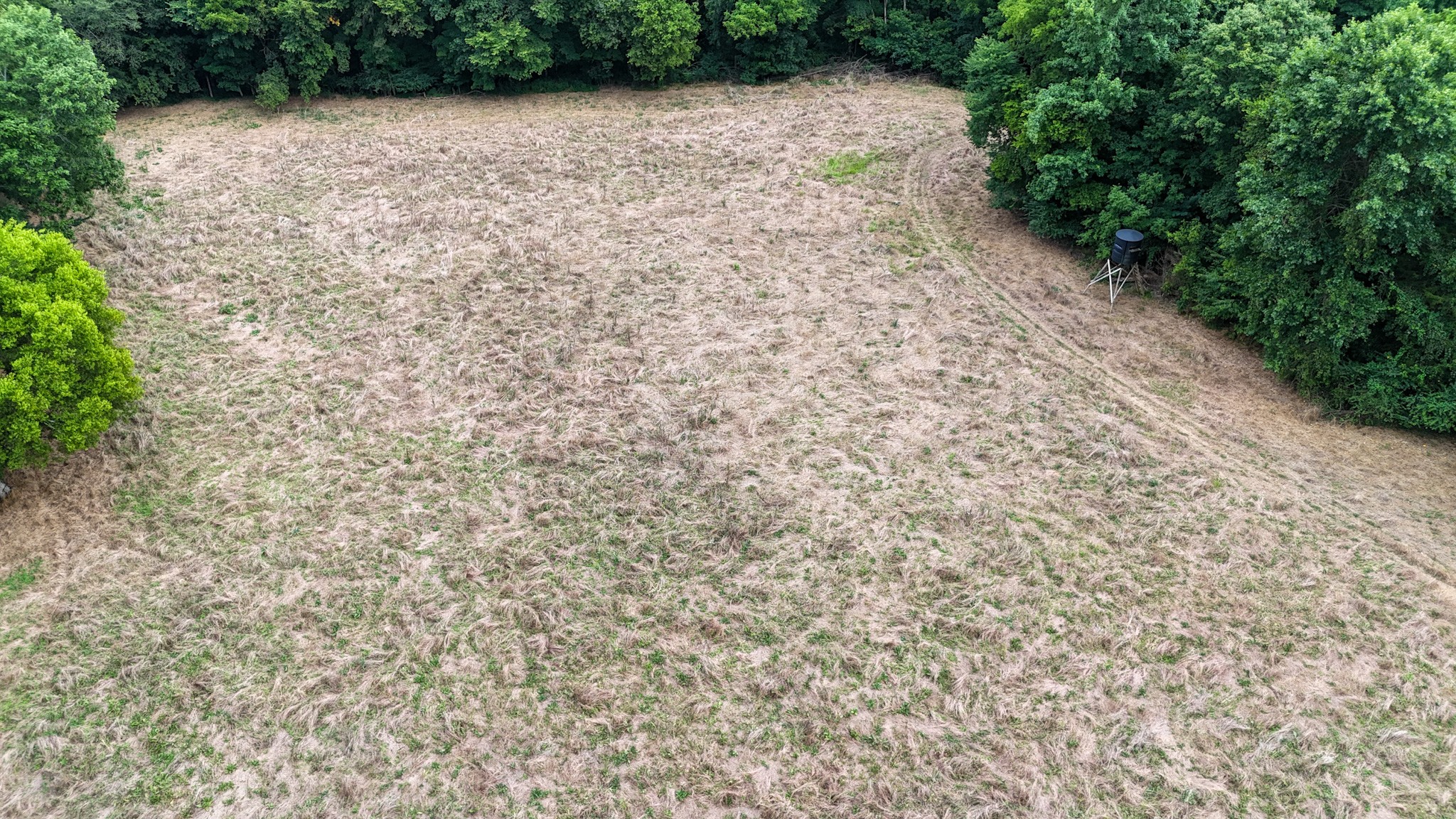 439 Appleton Road Five Points, TN 38457 - Photo 36 of 70 a view of a yard with a trees