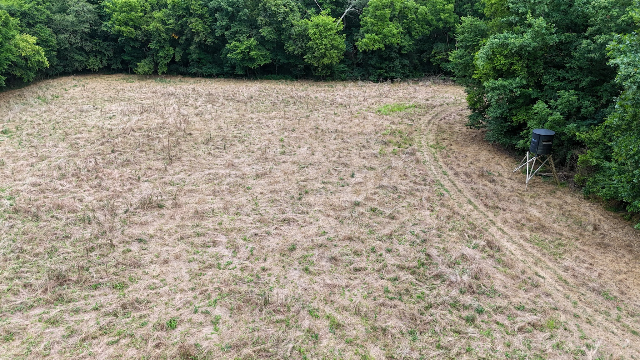 439 Appleton Road Five Points, TN 38457 - Photo 37 of 70 a view of a yard with a trees
