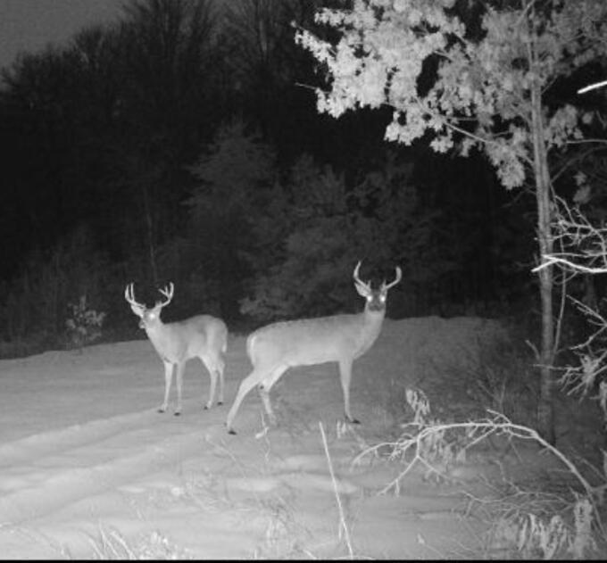 11401 Little George Lake Road Gladwin, MI 48624 - Photo 70 of 72