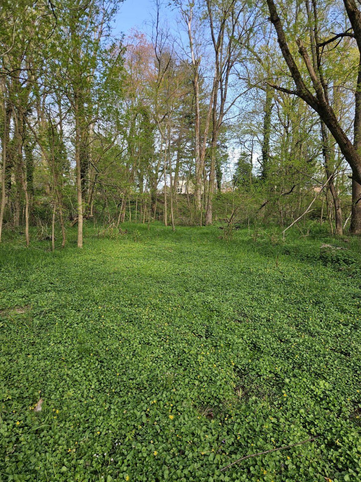 102 Rothwell Drive Wilmington, DE 19804 - Photo 18 of 19 Access to Lush green woodland (county property)