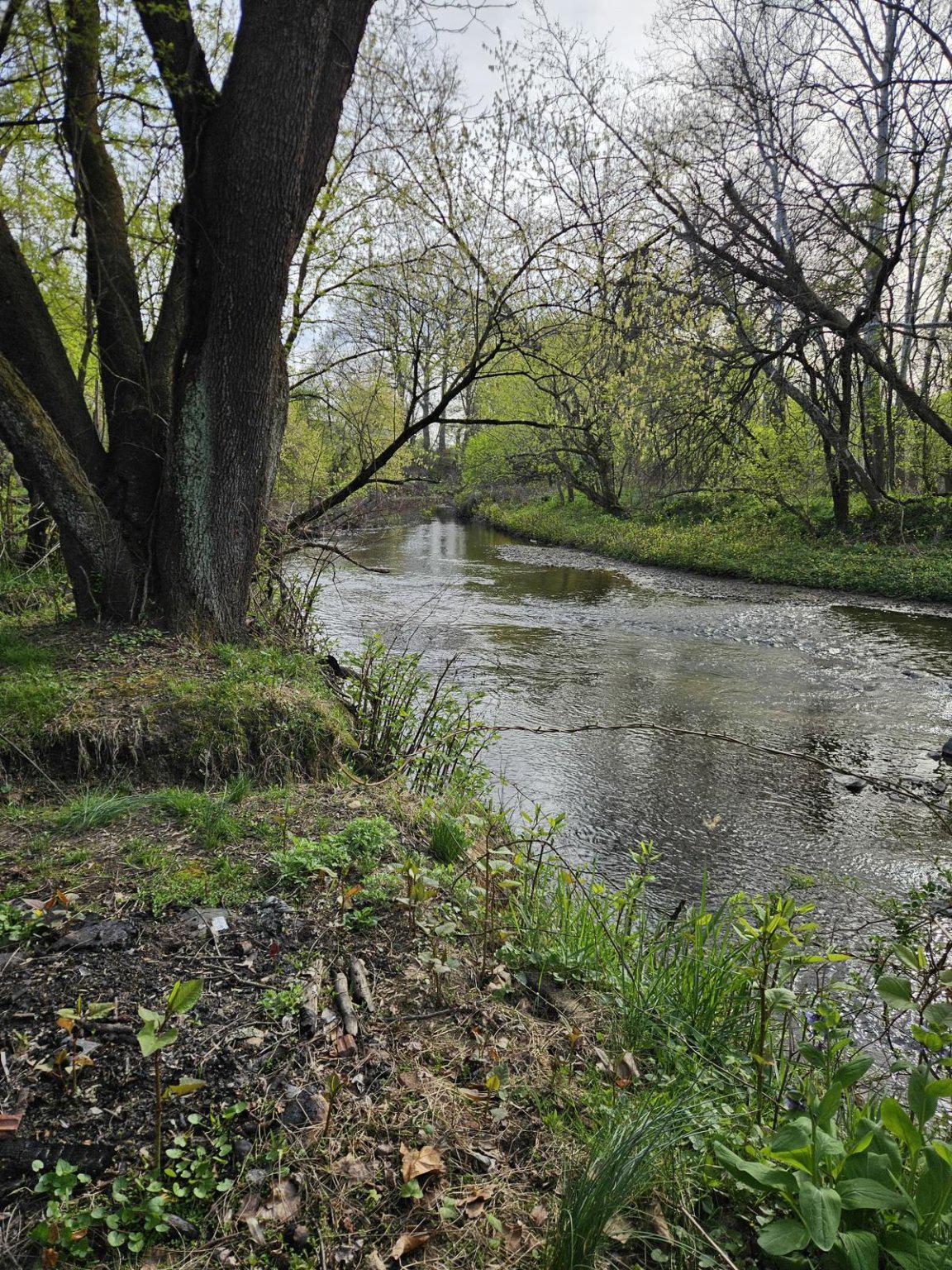 102 Rothwell Drive Wilmington, DE 19804 - Photo 19 of 19 Access to Serene creek retreat in spring.