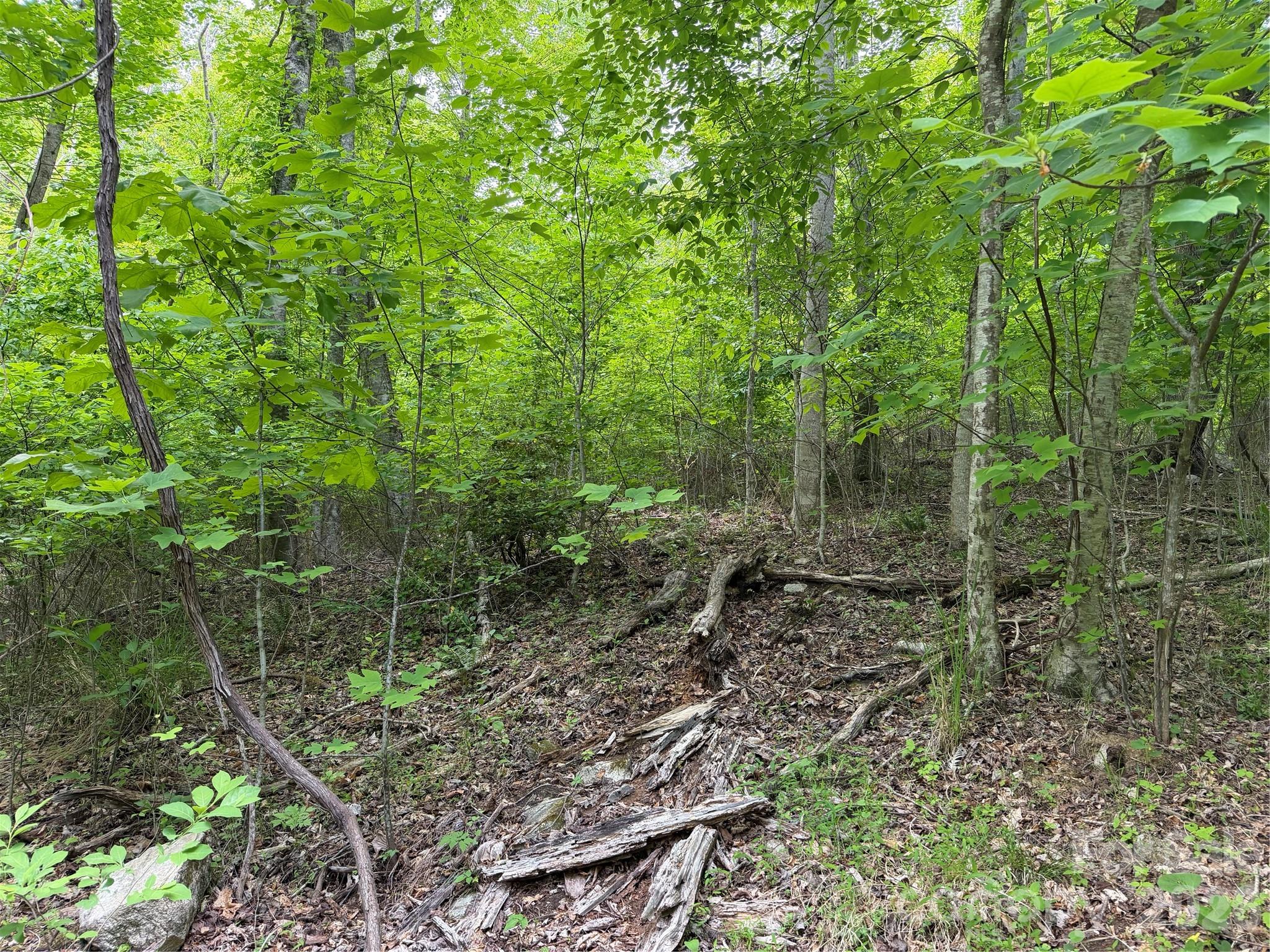 408 Arvil Gosnell Road Marshall, NC 28753 - Photo 21 of 31 a view of a forest with trees