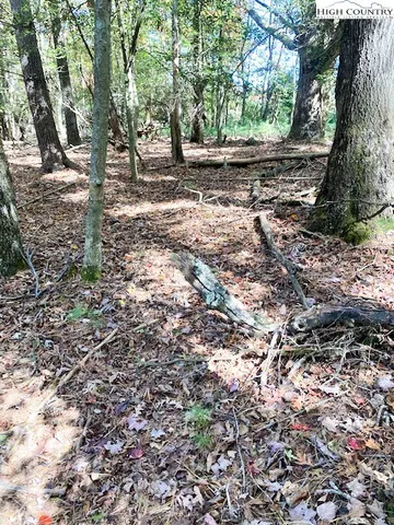 a view of a yard with plants and trees