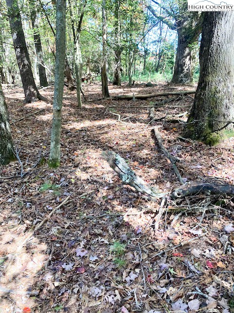 a view of a yard with plants and trees