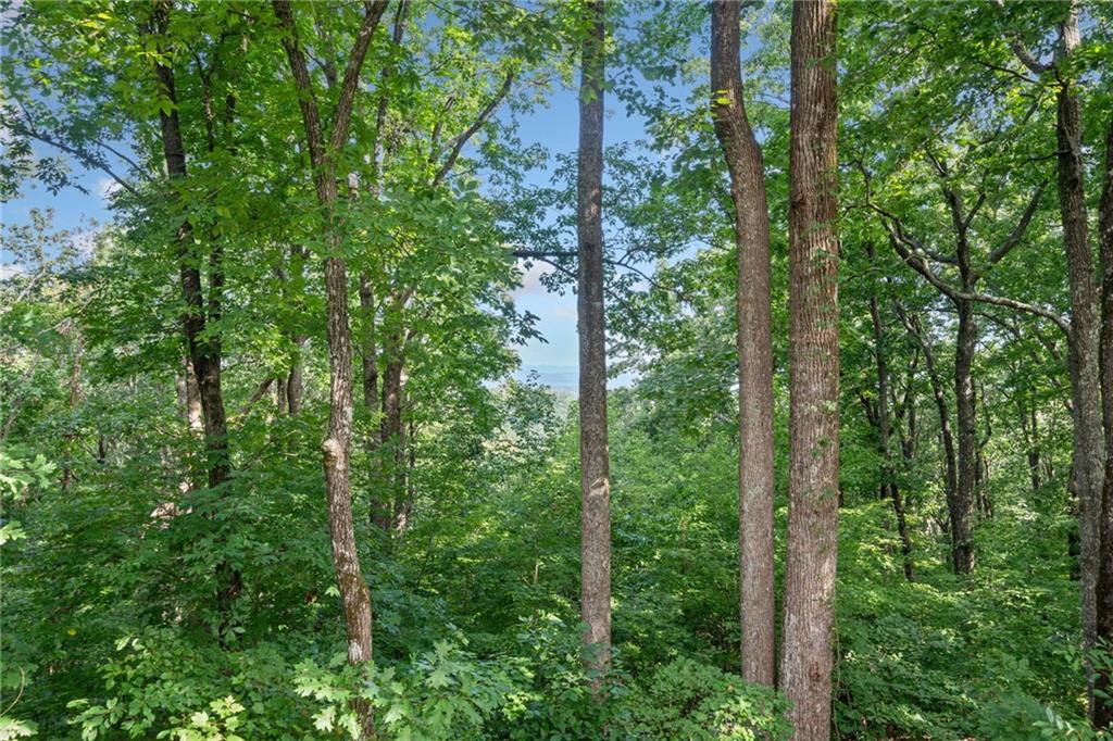 5 Tally Mountain Road North Jasper, GA 30143 - Photo 48 of 58 a view of forest