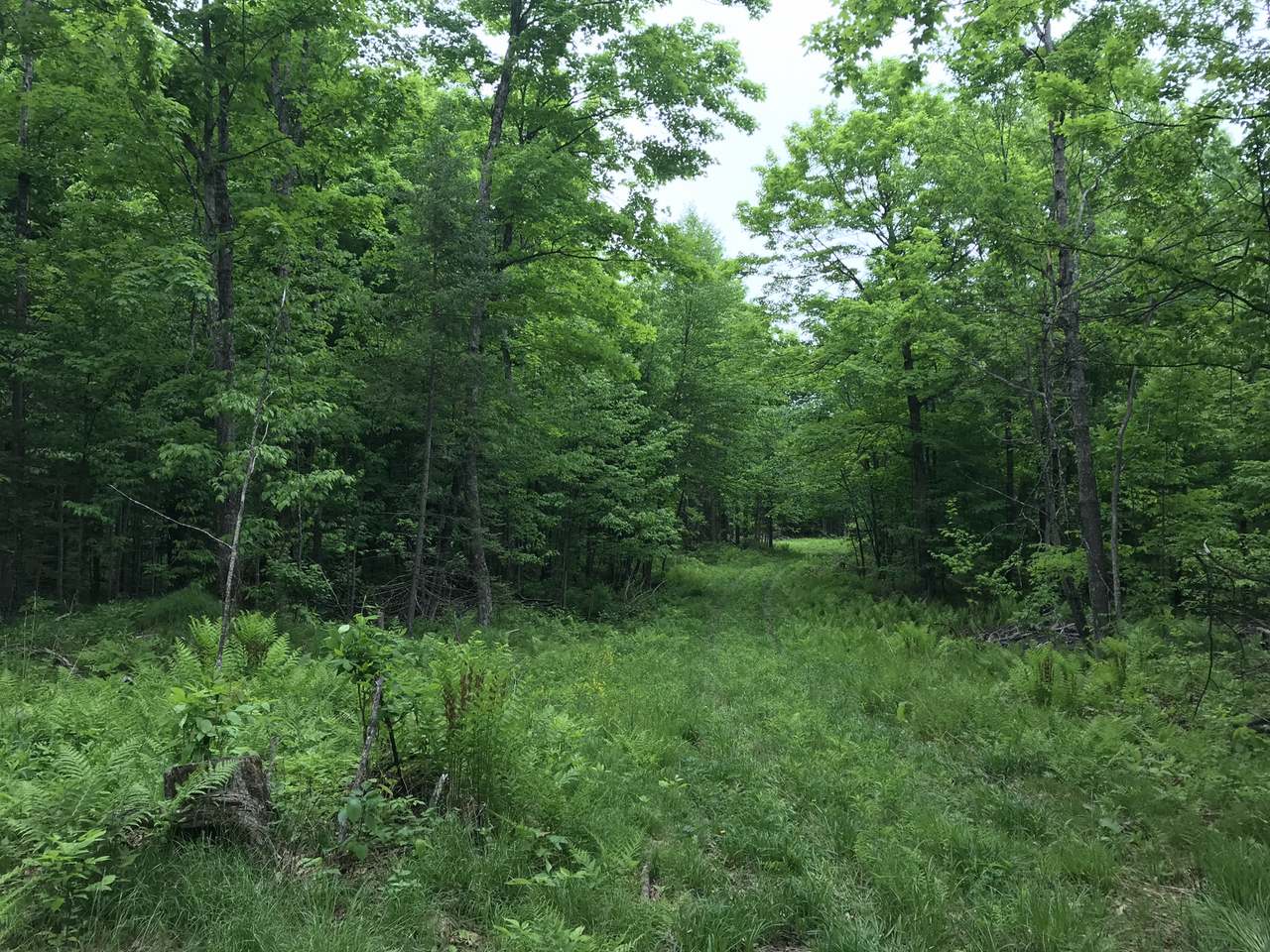 Tbd Off Hadley Road Mercer, WI 54547 - Photo 5 of 27 Gallery Image 5