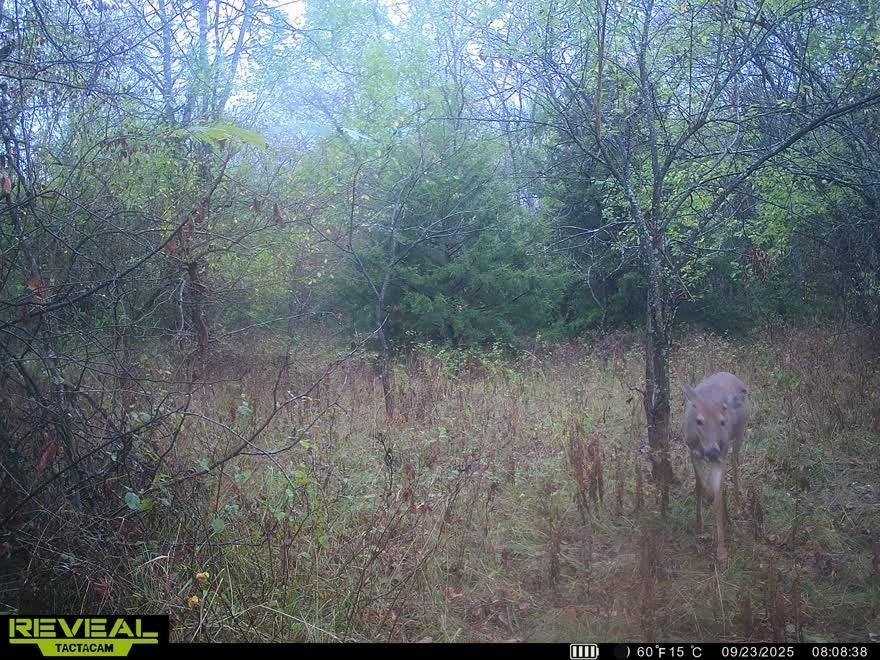 2244 Shaw School Road Odessa, MO 64076 - Photo 68 of 75