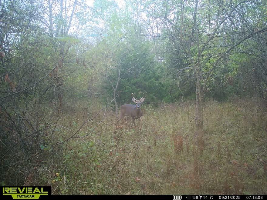 2244 Shaw School Road Odessa, MO 64076 - Photo 73 of 75