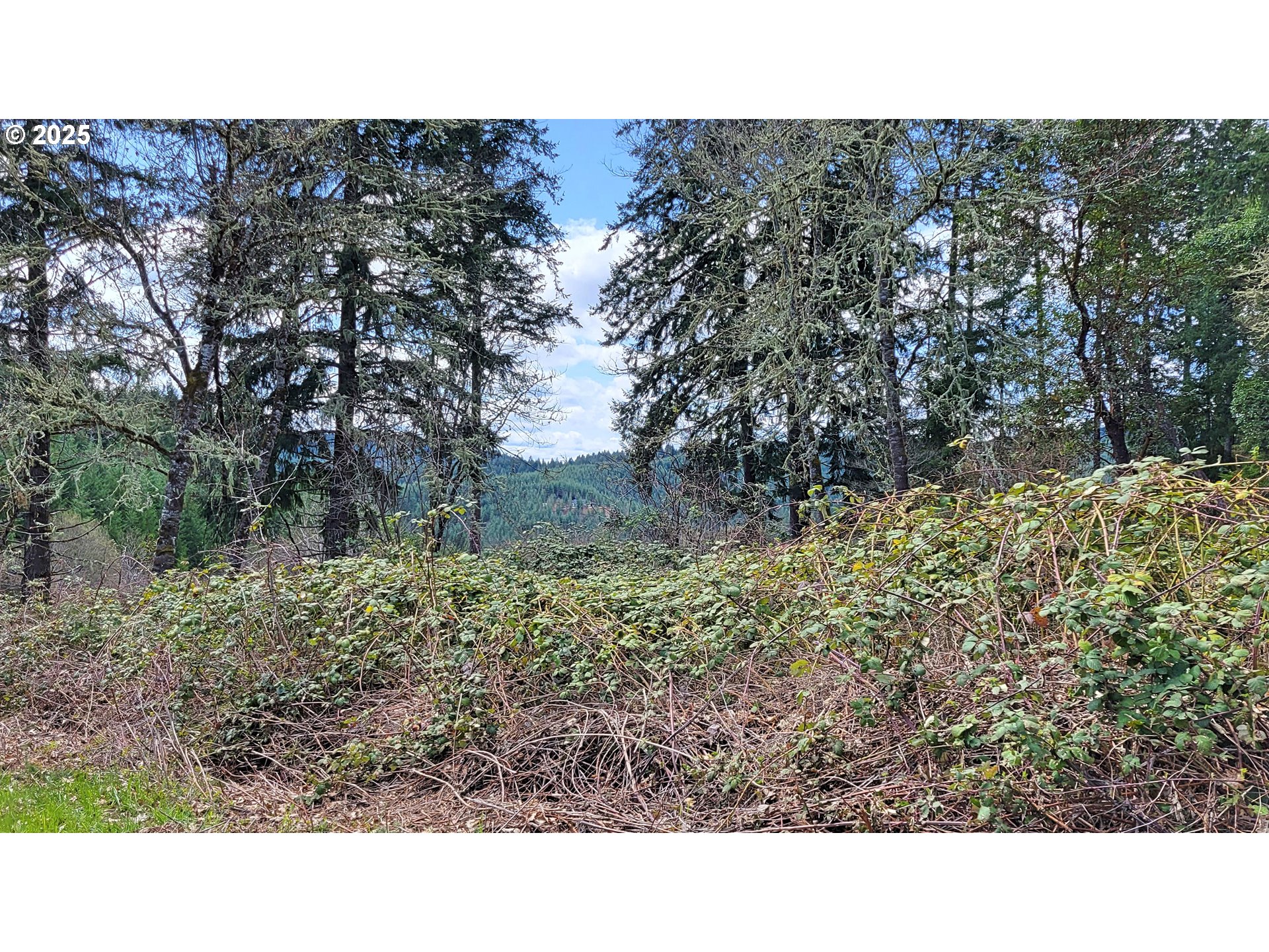Bolton Hill Road North Veneta, OR 97487 - Photo 6 of 13 Gallery Image 6