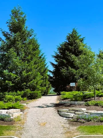 a view of a lush green forest
