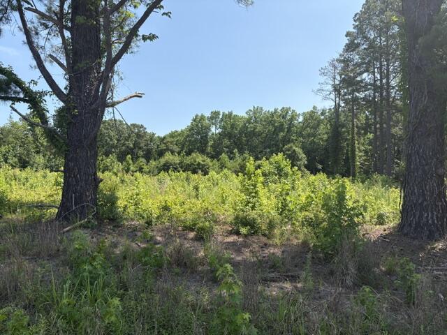 Tbd Boston Wells Road Alcolu, SC 29001 - Photo 2 of 6