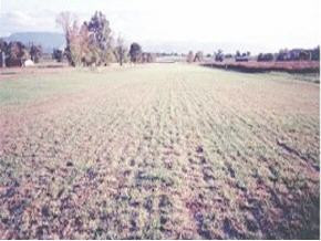 Lot 4 Northeast Mitchell Road Chuckey, TN 37641 - Photo 3 of 3 Photo 3