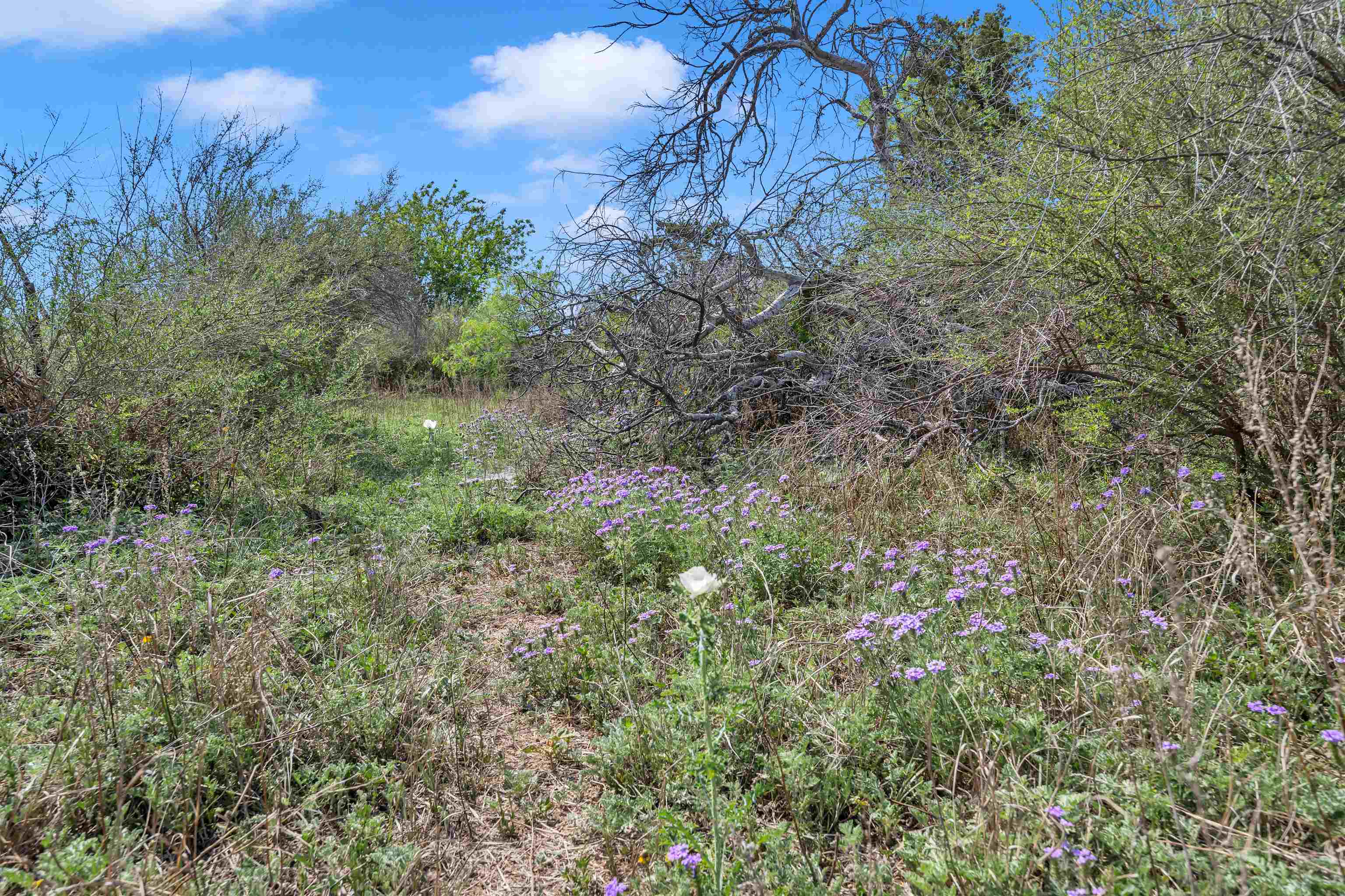 Tbd Tbd Peeble Road Langtry, TX 78871 - Photo 12 of 27 a view of a forest with a yard