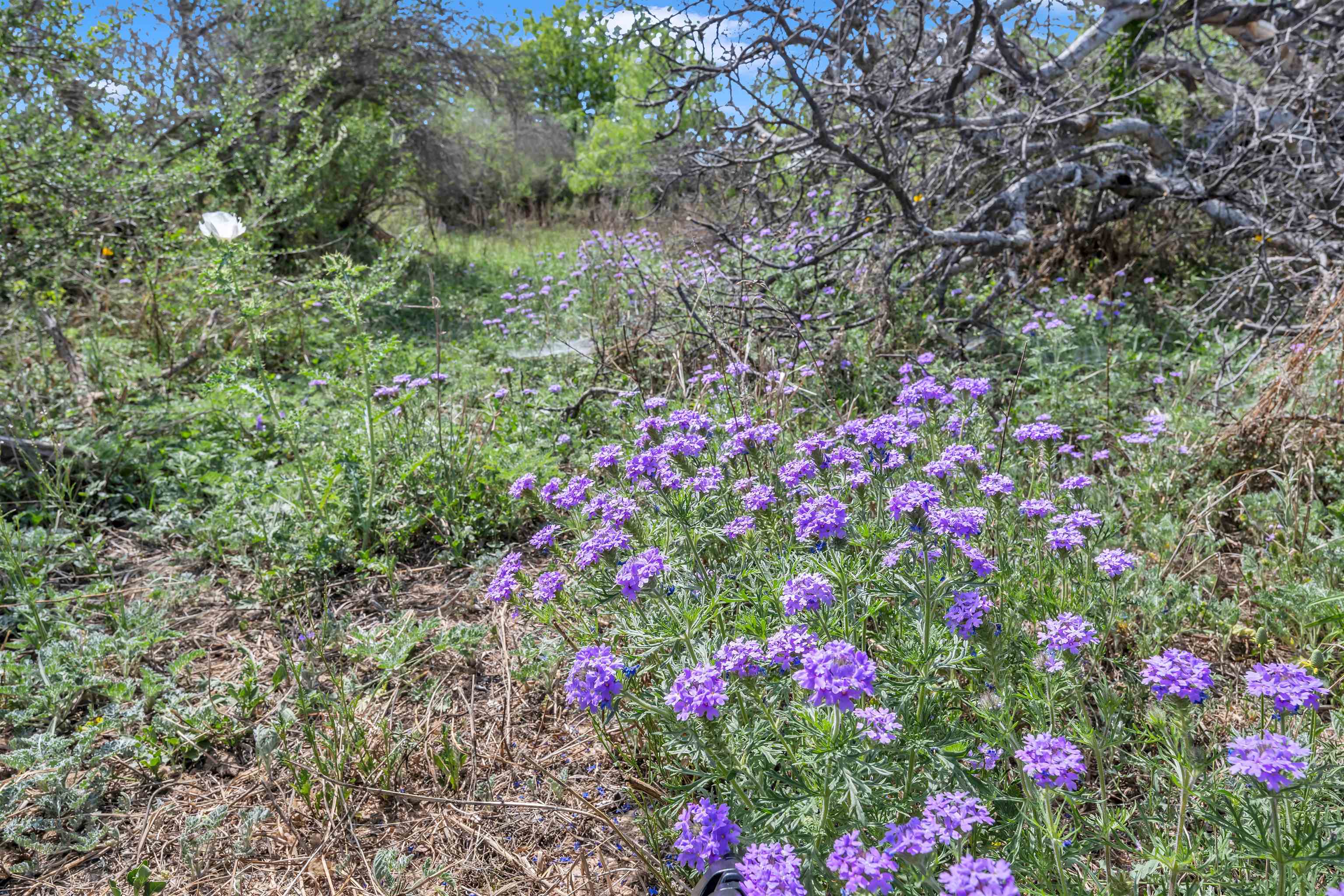 Tbd Tbd Peeble Road Langtry, TX 78871 - Photo 14 of 27 a picture of flowers