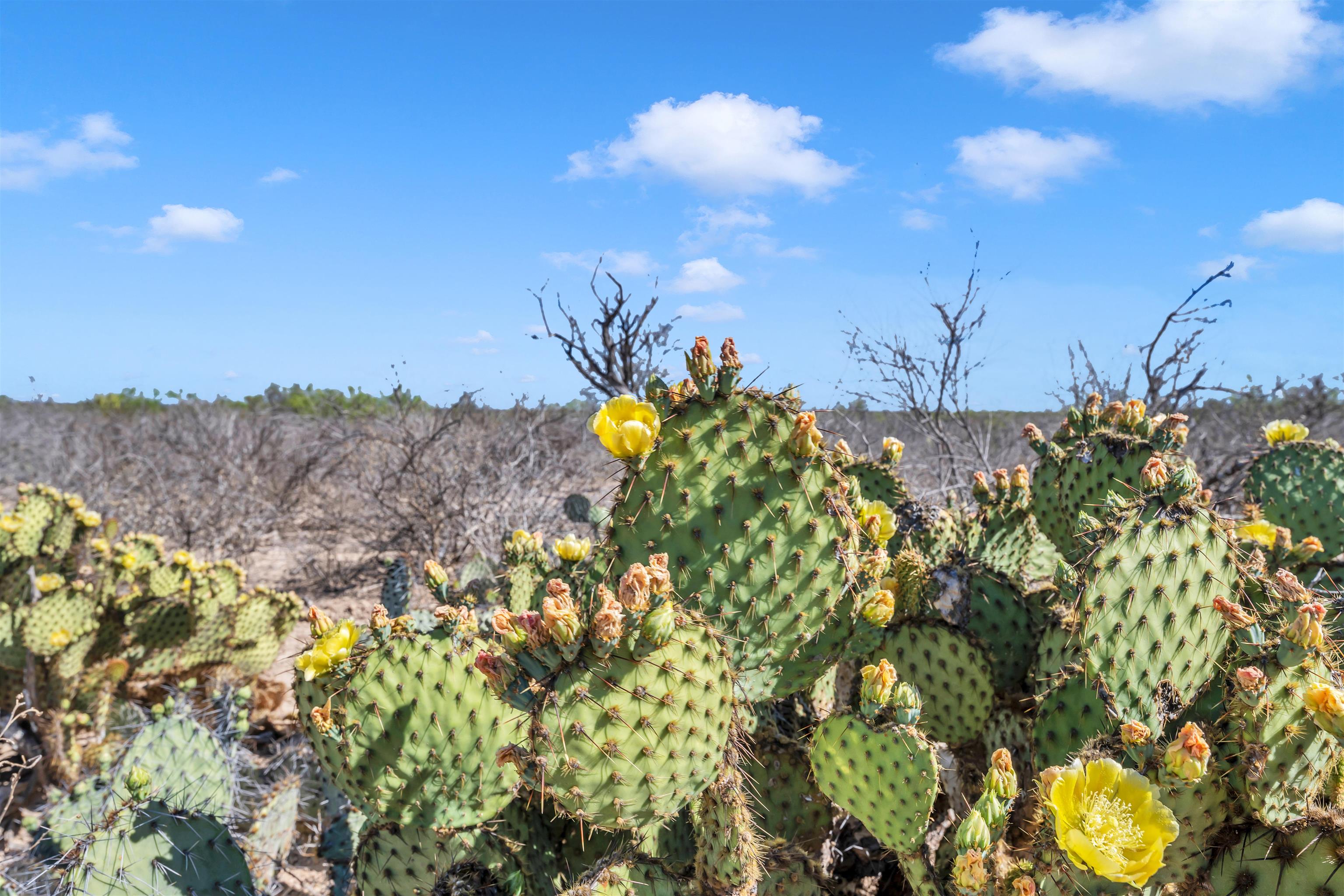 Tbd Tbd Peeble Road Langtry, TX 78871 - Photo 17 of 27 a view of a bunch of flowers