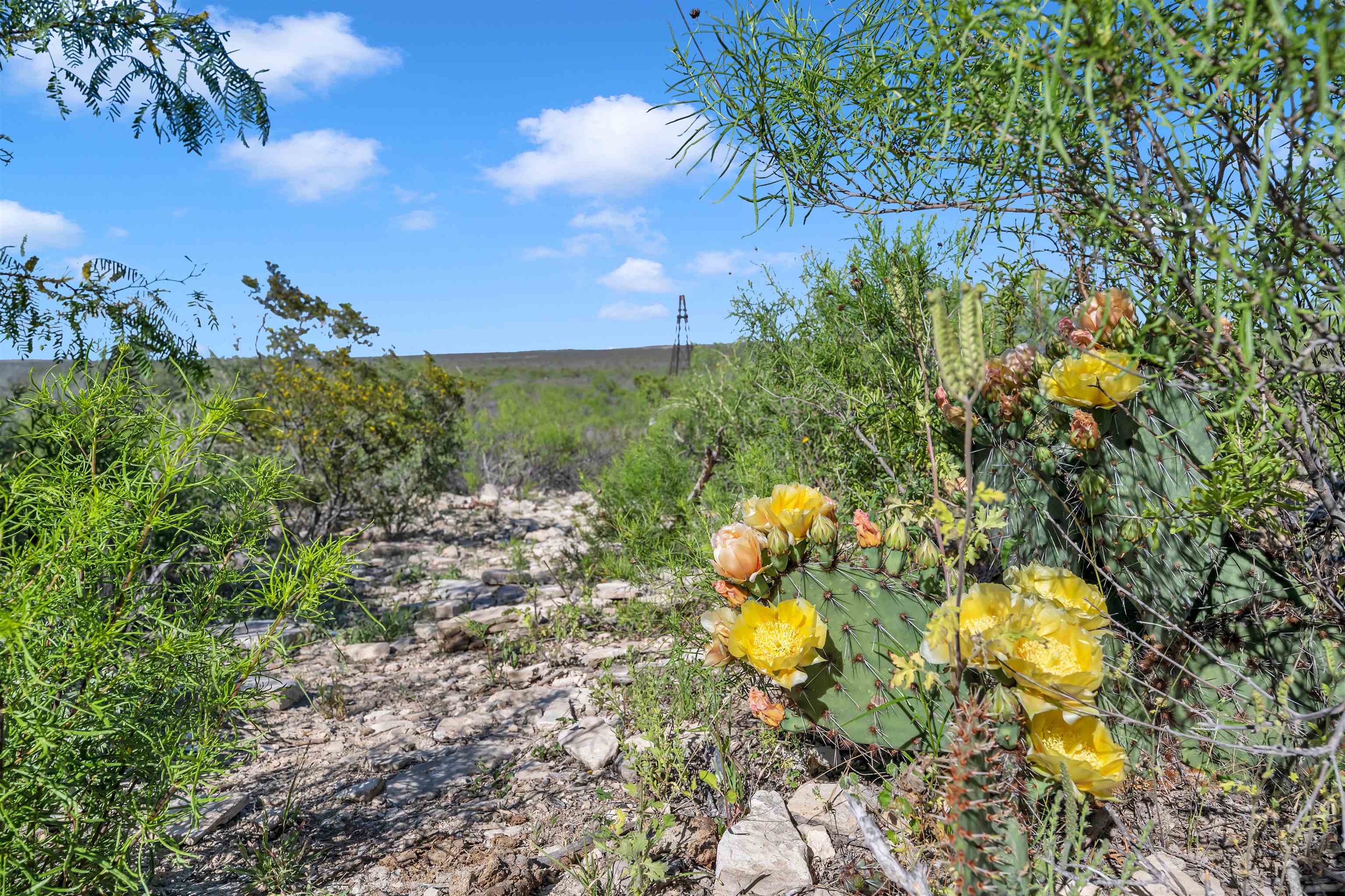 Tbd Tbd Peeble Road Langtry, TX 78871 - Photo 20 of 27 a view of a garden