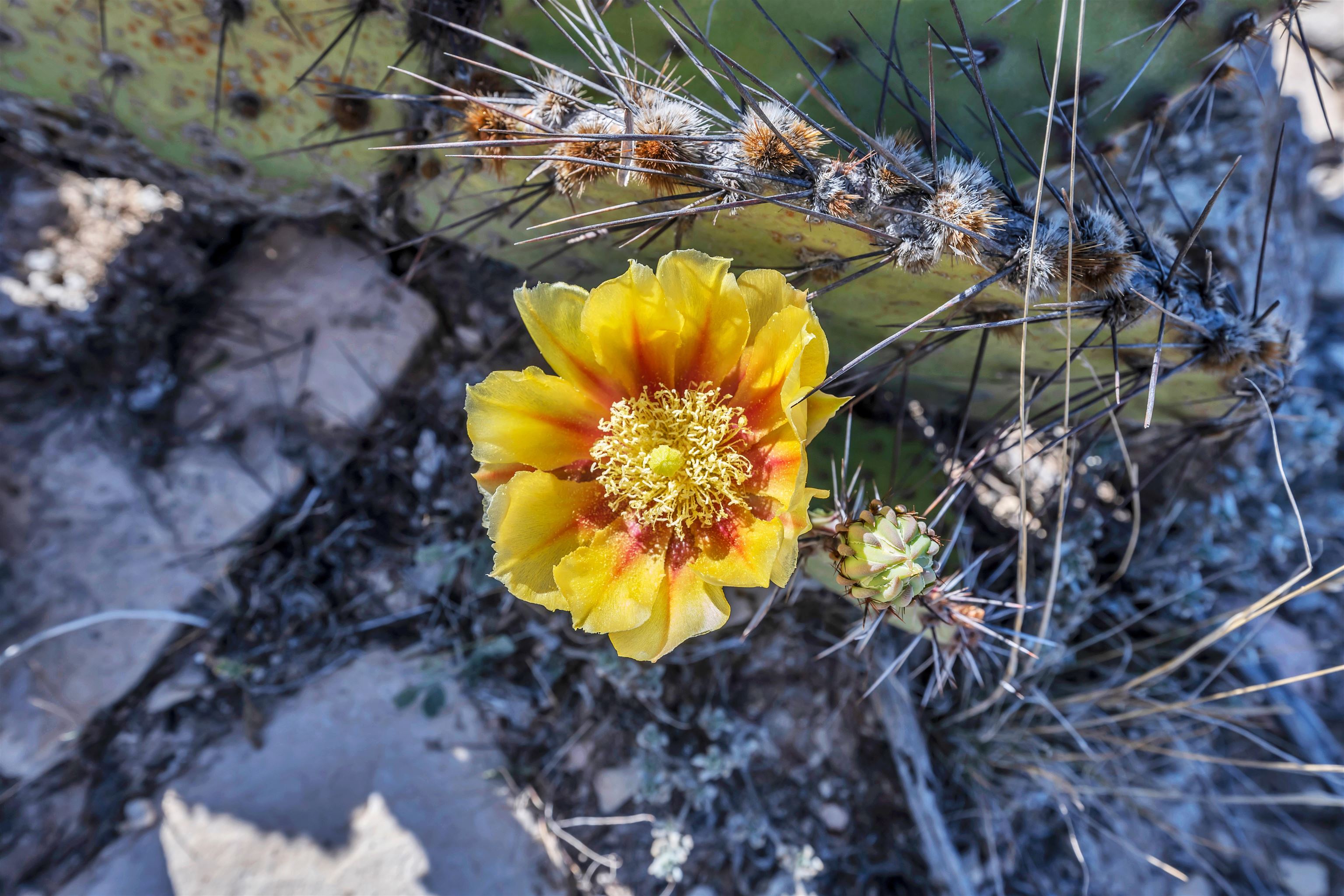 Tbd Tbd Peeble Road Langtry, TX 78871 - Photo 21 of 27 a view of a swimming pool