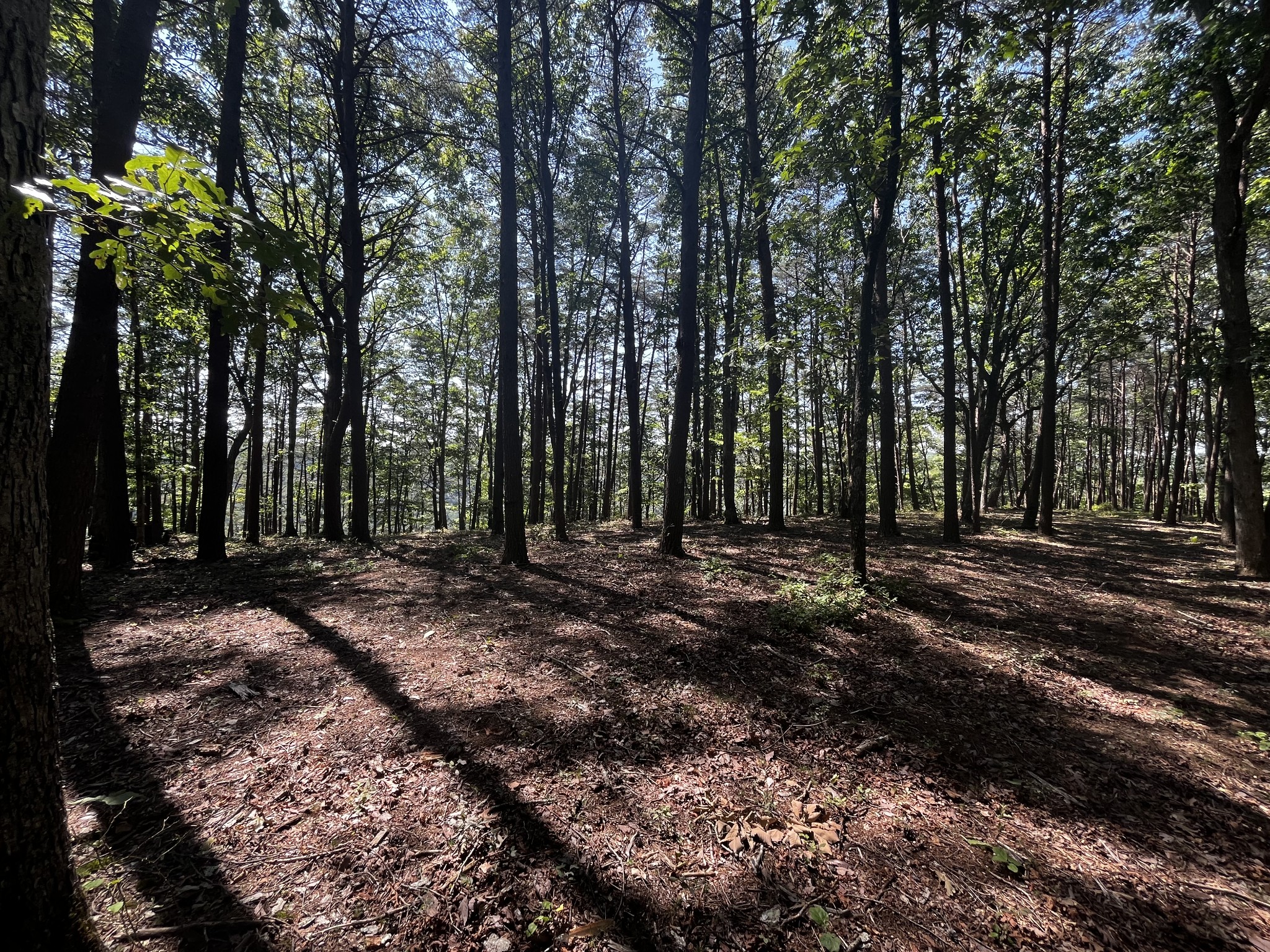 323 Timberwood Trace Monteagle, TN 37356 - Photo 2 of 12