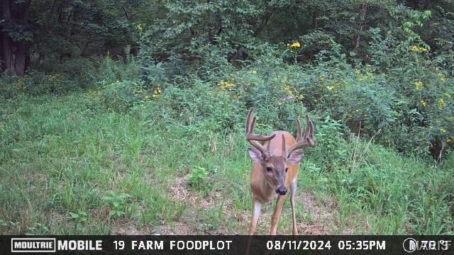 177-ac Tree Farm Road New Florence, MO 63363 - Photo 23 of 31