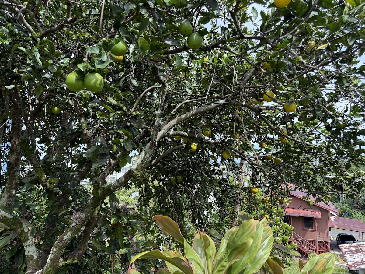 37 Mehau Lane Hilo, HI 96720 - Photo 24 of 24 a view of a house with a tree